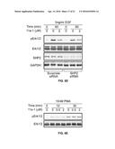 HYDROXYINDOLE CARBOXYLIC ACID BASED INHIBITORS FOR ONCOGENIC SRC     HOMOLOGY-2 DOMAIN CONTAINING PROTEIN TYROSINE PHOSPHATASE-2 (SHP2) diagram and image