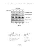 HYDROXYINDOLE CARBOXYLIC ACID BASED INHIBITORS FOR ONCOGENIC SRC     HOMOLOGY-2 DOMAIN CONTAINING PROTEIN TYROSINE PHOSPHATASE-2 (SHP2) diagram and image