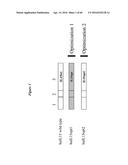 CODON OPTIMIZED IL-15 AND IL-15R-ALPHA GENES FOR EXPRESSION IN MAMMALIAN     CELLS diagram and image