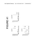 CODON OPTIMIZED IL-15 AND IL-15R-ALPHA GENES FOR EXPRESSION IN MAMMALIAN     CELLS diagram and image