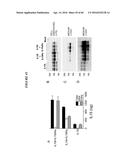 CODON OPTIMIZED IL-15 AND IL-15R-ALPHA GENES FOR EXPRESSION IN MAMMALIAN     CELLS diagram and image