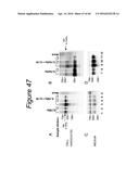 CODON OPTIMIZED IL-15 AND IL-15R-ALPHA GENES FOR EXPRESSION IN MAMMALIAN     CELLS diagram and image