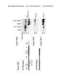 CODON OPTIMIZED IL-15 AND IL-15R-ALPHA GENES FOR EXPRESSION IN MAMMALIAN     CELLS diagram and image