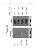 CODON OPTIMIZED IL-15 AND IL-15R-ALPHA GENES FOR EXPRESSION IN MAMMALIAN     CELLS diagram and image