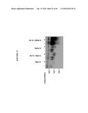 CODON OPTIMIZED IL-15 AND IL-15R-ALPHA GENES FOR EXPRESSION IN MAMMALIAN     CELLS diagram and image