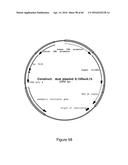 CODON OPTIMIZED IL-15 AND IL-15R-ALPHA GENES FOR EXPRESSION IN MAMMALIAN     CELLS diagram and image