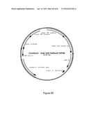 CODON OPTIMIZED IL-15 AND IL-15R-ALPHA GENES FOR EXPRESSION IN MAMMALIAN     CELLS diagram and image