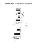 MUTANT FACTOR VIII COMPOSITIONS AND METHODS diagram and image