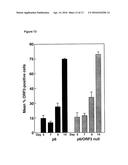 INFECTIOUS HEPATITIS E VIRUS GENOTYPE 3 RECOMBINANTS diagram and image