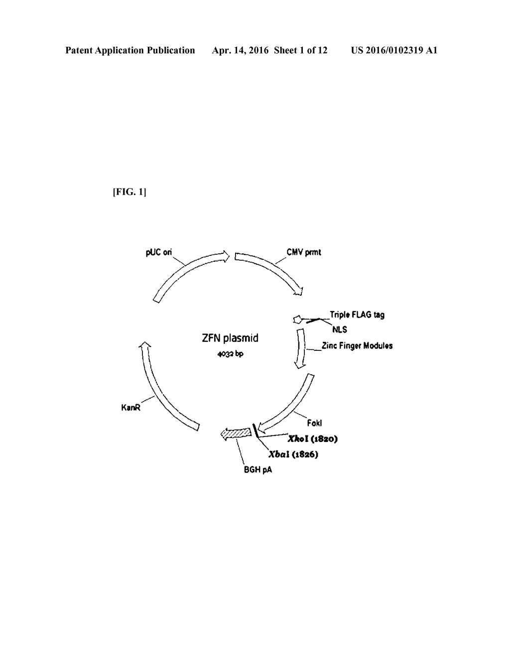 CMP-ACETYLNEURAMINIC ACID HYDROXYLASE TARGETING VECTOR, TRANSGENIC ANIMAL     FOR XENOTRANSPLANTATION INTRODUCED WITH THE VECTOR, AND METHOD OF     MANUFACTURING THE SAME - diagram, schematic, and image 02