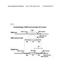 CMP-ACETYLNEURAMINIC ACID HYDROXYLASE TARGETING VECTOR, TRANSGENIC ANIMAL     FOR XENOTRANSPLANTATION INTRODUCED WITH THE VECTOR, AND METHOD OF     MANUFACTURING THE SAME diagram and image