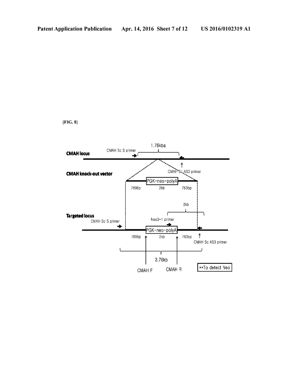 CMP-ACETYLNEURAMINIC ACID HYDROXYLASE TARGETING VECTOR, TRANSGENIC ANIMAL     FOR XENOTRANSPLANTATION INTRODUCED WITH THE VECTOR, AND METHOD OF     MANUFACTURING THE SAME - diagram, schematic, and image 08