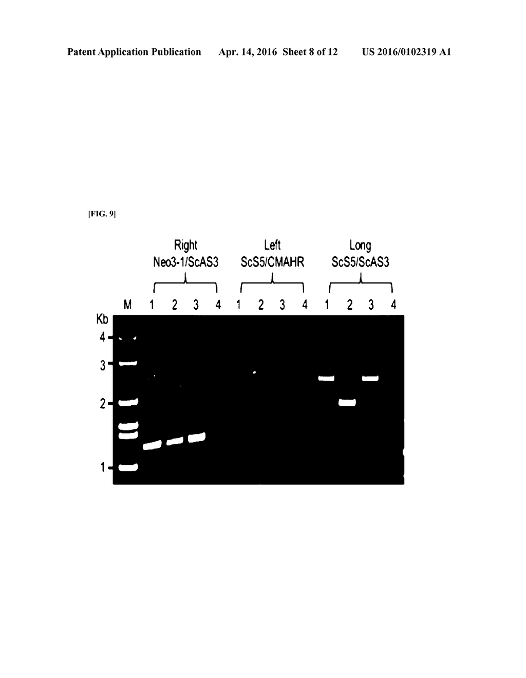 CMP-ACETYLNEURAMINIC ACID HYDROXYLASE TARGETING VECTOR, TRANSGENIC ANIMAL     FOR XENOTRANSPLANTATION INTRODUCED WITH THE VECTOR, AND METHOD OF     MANUFACTURING THE SAME - diagram, schematic, and image 09