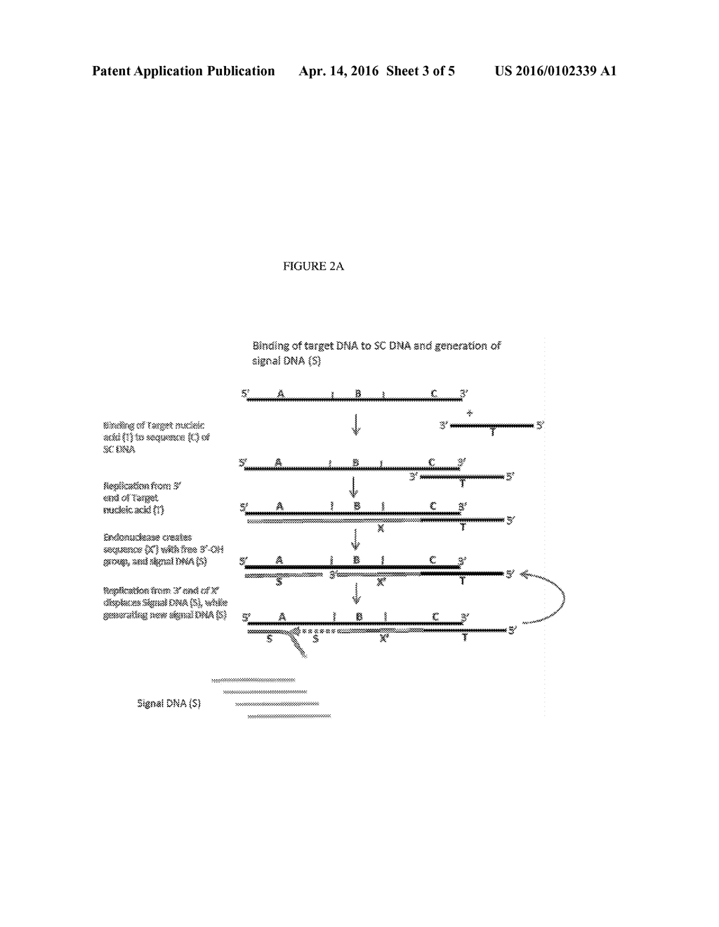 Sequence Conversion and Signal Amplifier DNA Having Locked Nucleic Acids     and Detection Methods Using Same - diagram, schematic, and image 04