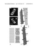 Site-Specific Immobilization of DNA Origami Structures on Solid Substrates diagram and image