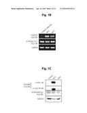 CONSTRUCTION OF MITOCHONDRIAL UQCRB MUTANT EXPRESSING CELLS AND     UTILIZATION OF THE CELLS FOR UQCRB ASSAY SYSTEM THEREOF diagram and image