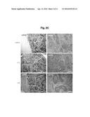 CONSTRUCTION OF MITOCHONDRIAL UQCRB MUTANT EXPRESSING CELLS AND     UTILIZATION OF THE CELLS FOR UQCRB ASSAY SYSTEM THEREOF diagram and image