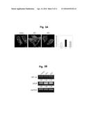 CONSTRUCTION OF MITOCHONDRIAL UQCRB MUTANT EXPRESSING CELLS AND     UTILIZATION OF THE CELLS FOR UQCRB ASSAY SYSTEM THEREOF diagram and image