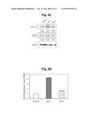 CONSTRUCTION OF MITOCHONDRIAL UQCRB MUTANT EXPRESSING CELLS AND     UTILIZATION OF THE CELLS FOR UQCRB ASSAY SYSTEM THEREOF diagram and image