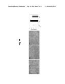 CONSTRUCTION OF MITOCHONDRIAL UQCRB MUTANT EXPRESSING CELLS AND     UTILIZATION OF THE CELLS FOR UQCRB ASSAY SYSTEM THEREOF diagram and image