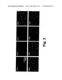 FAST ELECTROOPTIC SWITCHING DEVICES EMPLOYING POLYMER TEMPLATE SHAPED BY     BLUE PHASE LIQUID CRYSTAL diagram and image