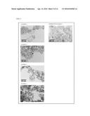 IRON OXIDE MAGNETIC NANOPARTICLE POWDER AND METHOD OF PRODUCING THE SAME,     IRON OXIDE MAGNETIC NANOPARTICLE THIN FILM CONTAINING THE IRON OXIDE     MAGNETIC NANOPARTICLE POWDER AND METHOD OF PRODUCING THE SAME diagram and image