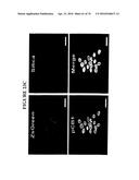 POROUS NANOPARTICLE-SUPPORTED LIPID BILAYERS (PROTOCELLS) FOR TARGETED     DELIVERY AND METHODS OF USING SAME diagram and image