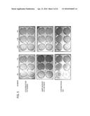 USE OF X-RAY CONTRAST MEDIA AND RELATED COMPOSITIONS FOR THE TREATMENT AND     PREVENTION OF A FILOVIRUS INFECTION diagram and image