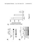 EPIGENETIC MECHANISMS OF ANTI-FIBROTIC ACTION FOR THE LIVER diagram and image