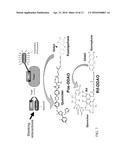 NEAR INFRARED LABEL AND METHODS OF USE THEREOF diagram and image