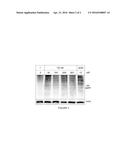 SYNTHESIS OF SYRBACTIN PROTEASOME INHIBITORS diagram and image