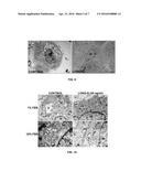 PEPTIDE STIMULATOR OF CELL SURVIVAL AND PROLIFERATION diagram and image