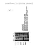 GENERATION OF HIGHLY POTENT ANTIBODIES NEUTRALIZING THE LUKGH (LUKAB)     TOXIN OF STAPHYLOCOCCUS AUREUS diagram and image