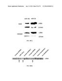 INFLAMMATORY DISEASE DIAGNOSIS AND METHODS OF TREATMENT USING     LIPOPOLYSACCHARIDES-RESPONSIVE BEIGE-LIKE ANCHOR diagram and image