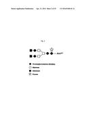 RECOMBINANT ANTIBODY COMPOSITION diagram and image