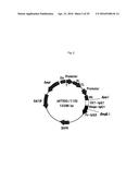 RECOMBINANT ANTIBODY COMPOSITION diagram and image