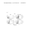 MDCK-DERIVED CELL STRAIN SUSPENSION-CULTURED IN PROTEIN-FREE MEDIUM AND     METHOD FOR PROLIFERATING VIRUS USING CELL STRAIN diagram and image