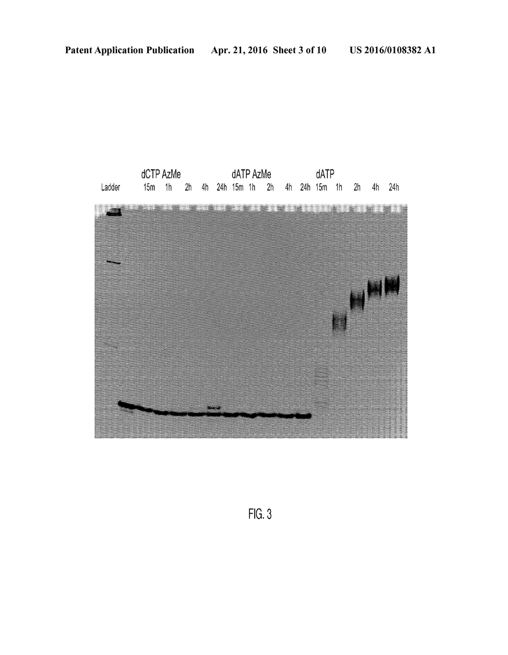 MODIFIED TEMPLATE-INDEPENDENT ENZYMES FOR POLYDEOXYNUCLEOTIDE SYNTHESIS - diagram, schematic, and image 04