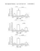 Single-Stranded Nucleic Acid Molecule for Controlling Gene Expression diagram and image