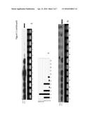 ENHANCED SELECTIVE EXPRESSION OF TRANSGENES IN FIBER PRODUCING PLANTS diagram and image