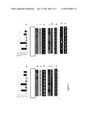 ENHANCED SELECTIVE EXPRESSION OF TRANSGENES IN FIBER PRODUCING PLANTS diagram and image