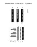 ENHANCED SELECTIVE EXPRESSION OF TRANSGENES IN FIBER PRODUCING PLANTS diagram and image