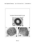 GROWTH-RELATED ENOX PROTEINS FROM PLANTS WITH YIELD ENHANCEMENT POTENTIAL,     SEQUENCES AND METHODS diagram and image