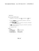 GROWTH-RELATED ENOX PROTEINS FROM PLANTS WITH YIELD ENHANCEMENT POTENTIAL,     SEQUENCES AND METHODS diagram and image