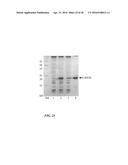 GROWTH-RELATED ENOX PROTEINS FROM PLANTS WITH YIELD ENHANCEMENT POTENTIAL,     SEQUENCES AND METHODS diagram and image