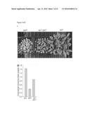 ATSP1, AN E3 UBIQUITIN LIGASE, AND ITS USE diagram and image