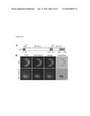 ATSP1, AN E3 UBIQUITIN LIGASE, AND ITS USE diagram and image