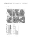 ATSP1, AN E3 UBIQUITIN LIGASE, AND ITS USE diagram and image