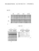 ATSP1, AN E3 UBIQUITIN LIGASE, AND ITS USE diagram and image