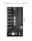 PHOTOCATALYTIC HYDROGEN PRODUCTION AND POLYPEPTIDES CAPABLE OF SAME diagram and image